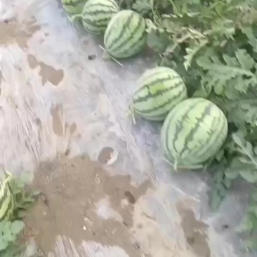 精品美都西瓜可以采摘了
