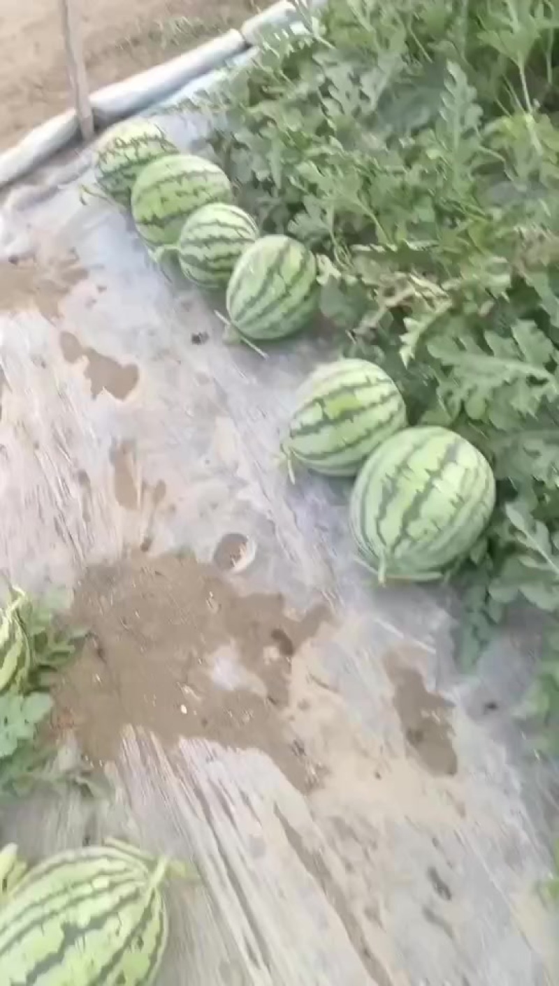 精品美都西瓜可以采摘了