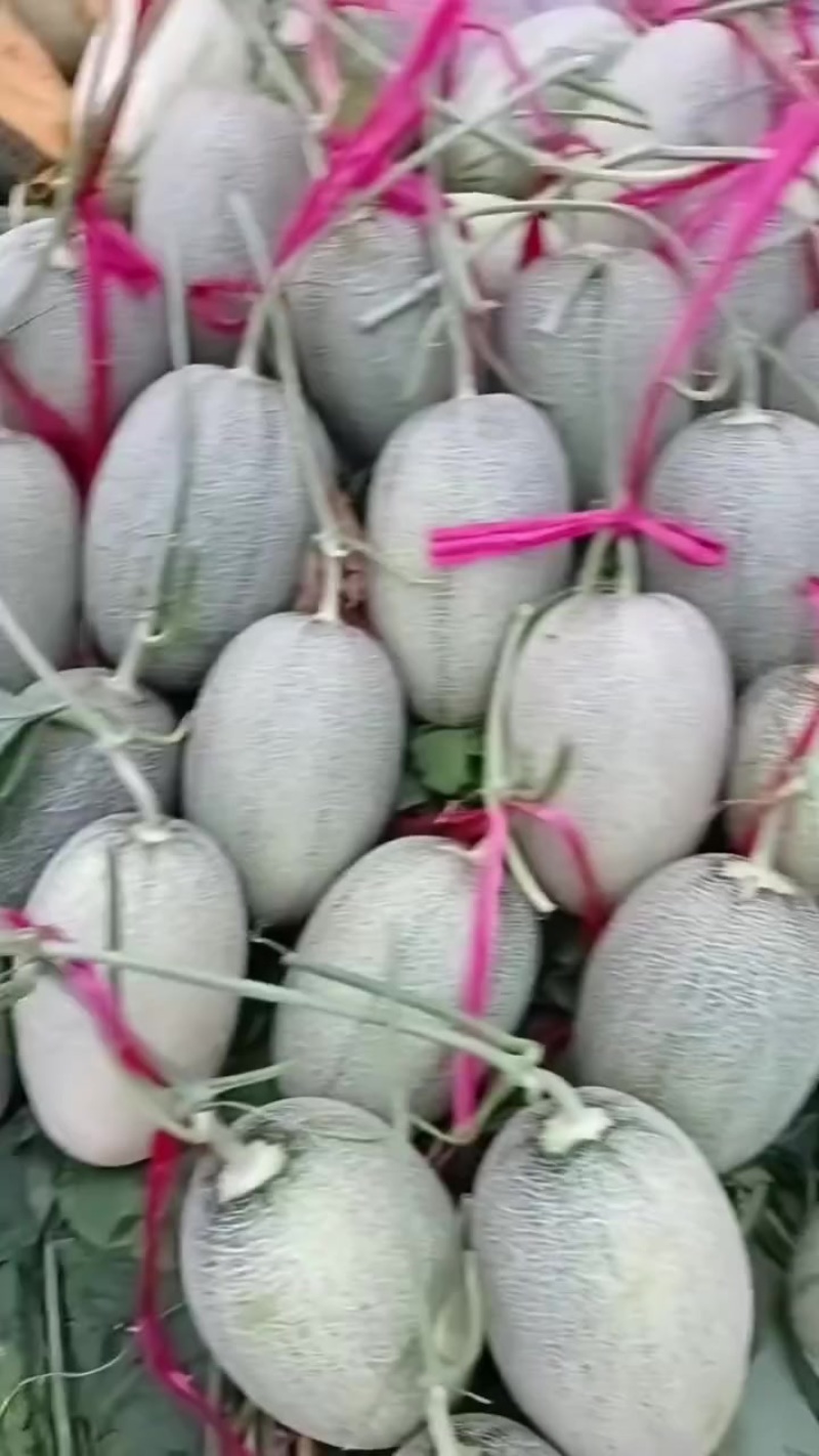 哈密瓜