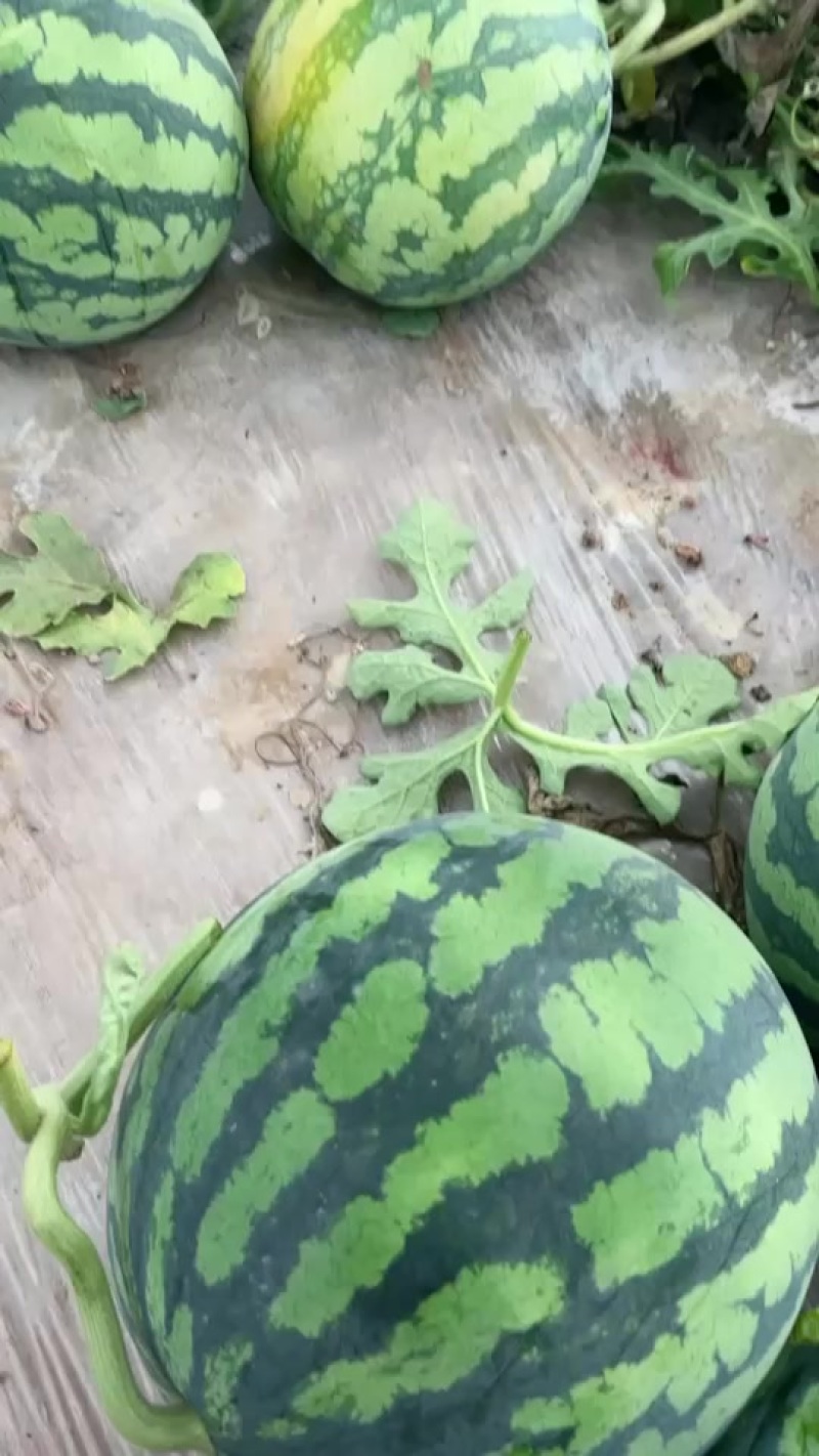 原棚无籽麒麟西瓜对接各大市场商超