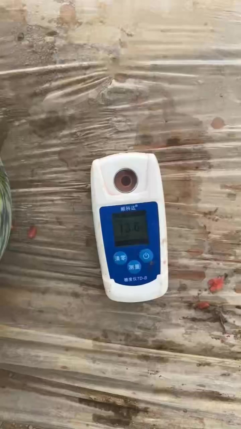 原棚无籽麒麟西瓜对接各大市场商超