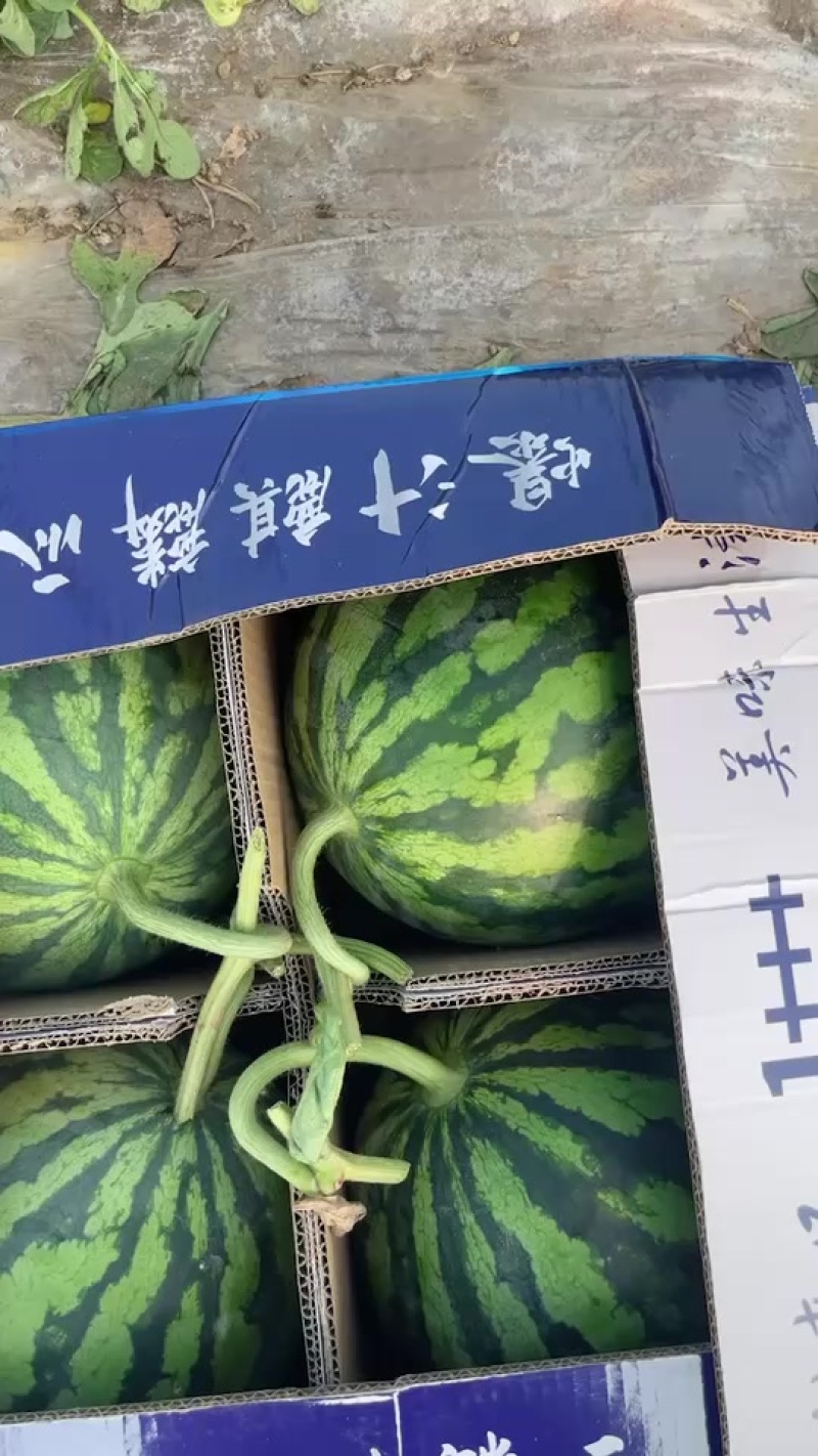 原棚无籽麒麟西瓜对接各大市场商超