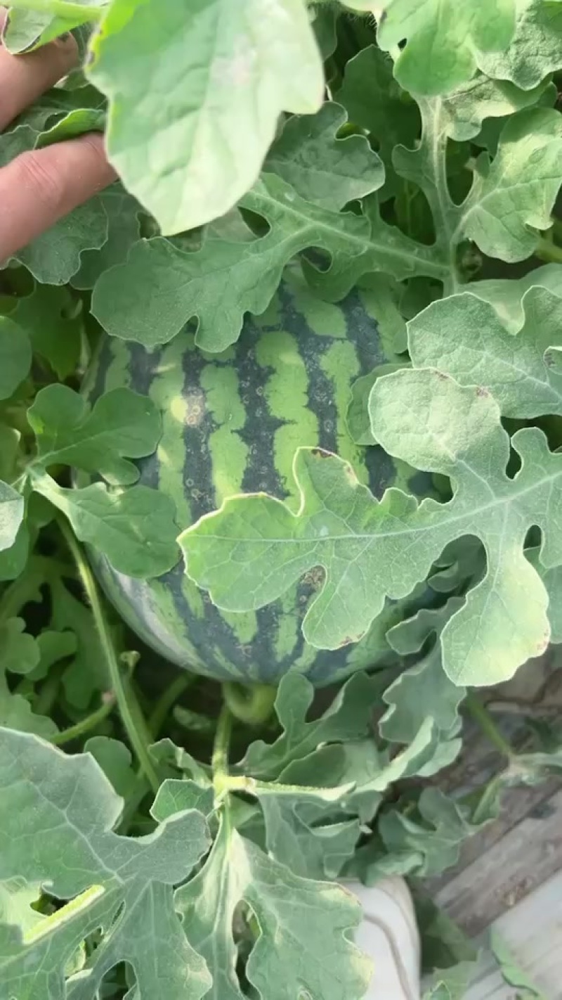 原棚无籽麒麟西瓜对接各大市场商超