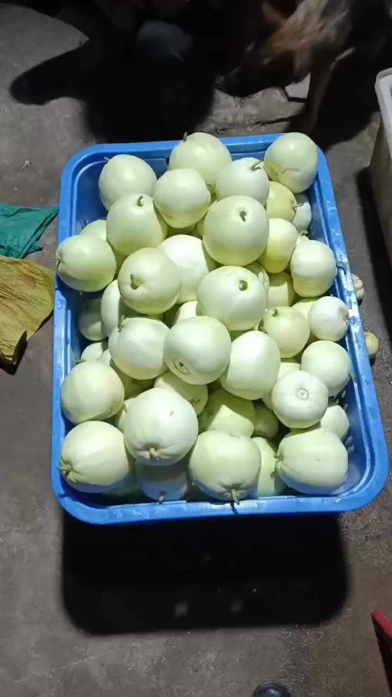 衡南香瓜