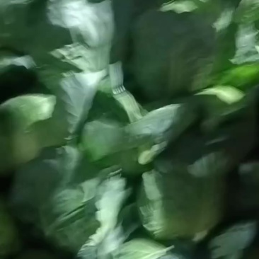 莲花白，大白菜，圆生菜，娃娃菜。等等