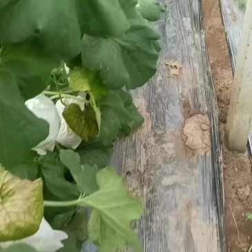 玉菇