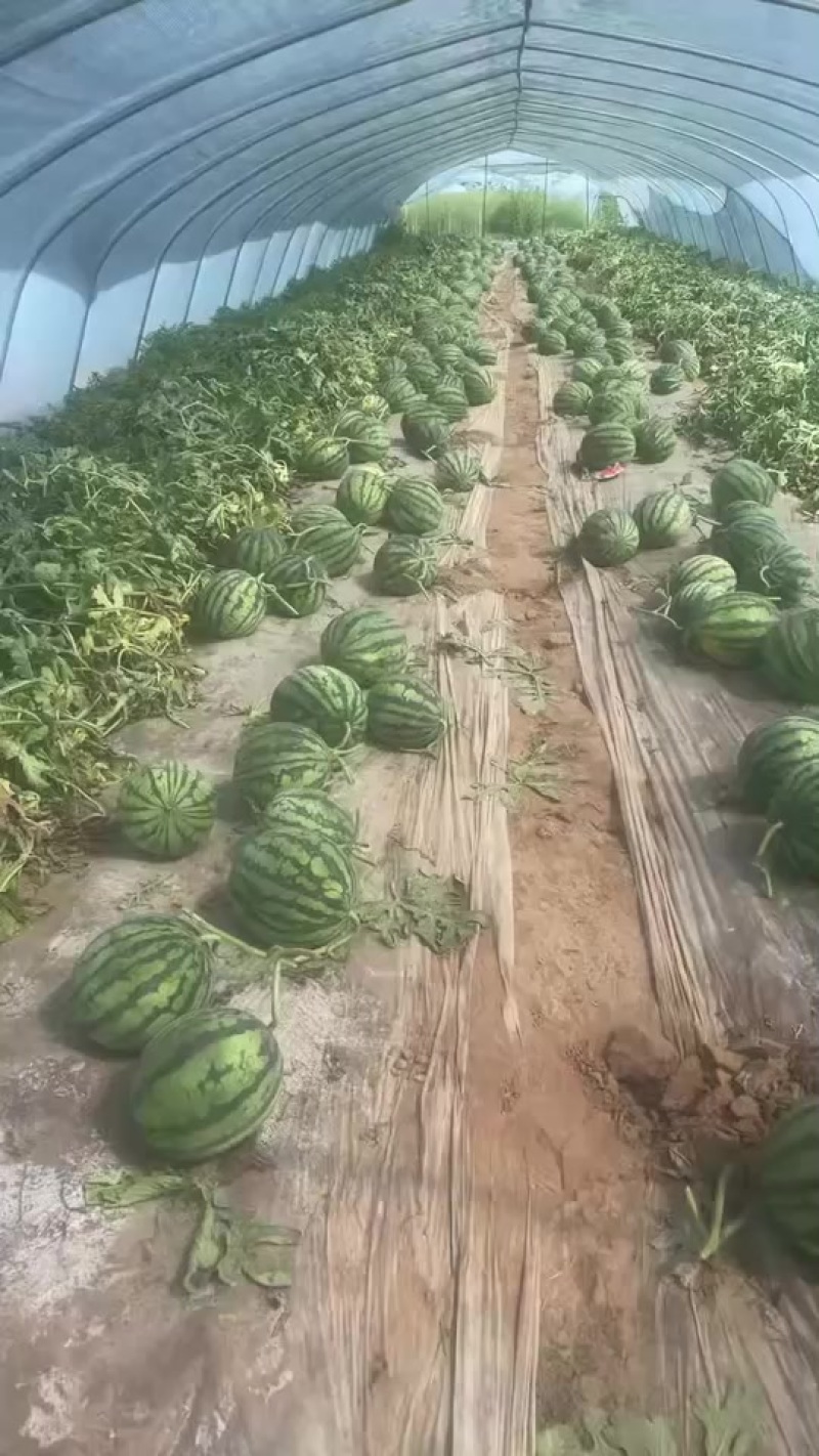 美都麒麟瓜产地1.2