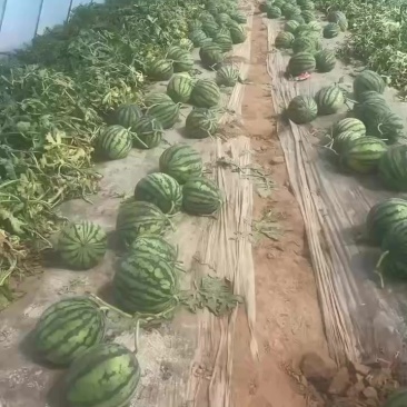 美都麒麟瓜产地1.2
