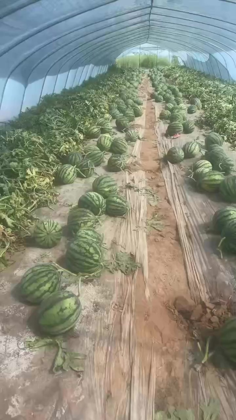 美都麒麟瓜产地1.2