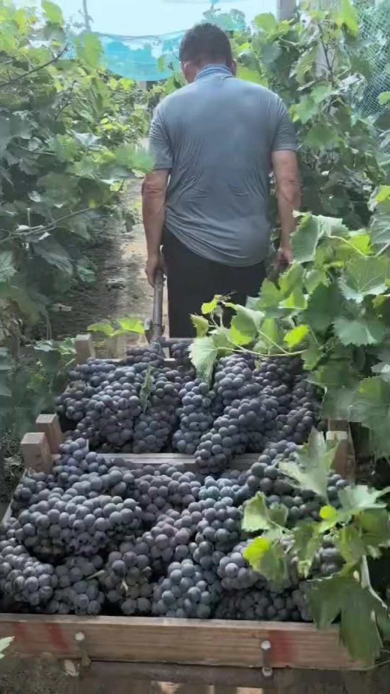 夏黑大量上市葡萄产地