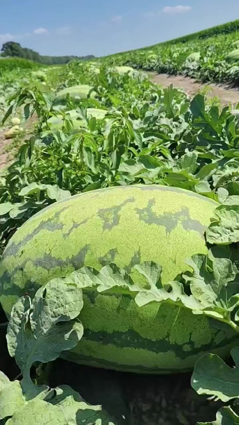 金城武