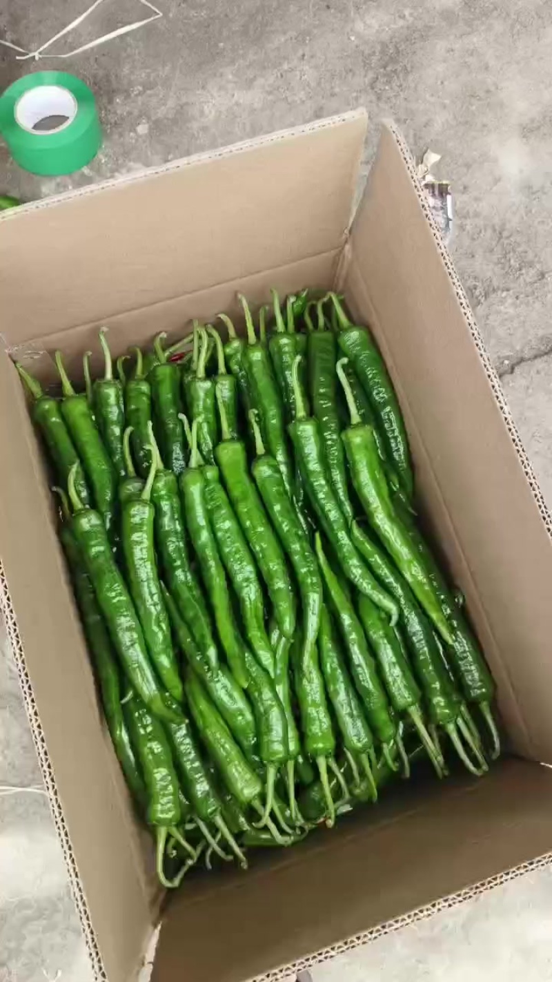 湘烟55号椒，3号，8号线椒