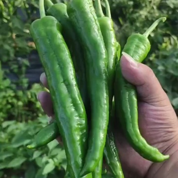 湘烟55号椒，3号，8号线椒