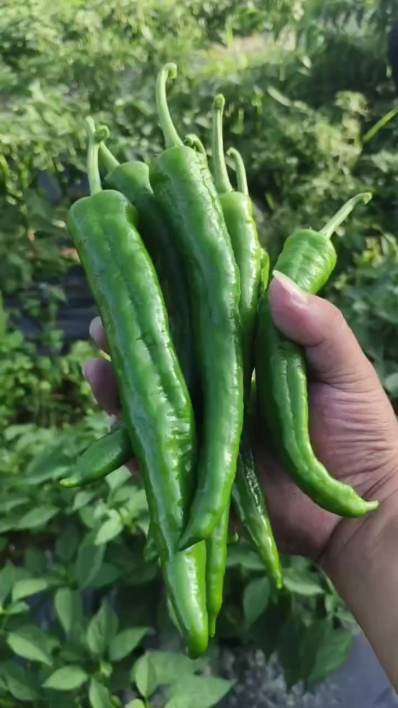 湘烟55号椒，3号，8号线椒