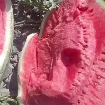 甘肃石头瓜大量上市，石头缝里蹦出来的硒砂瓜