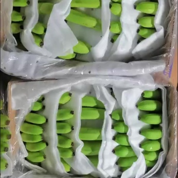 香蕉***********微信同号丁先生