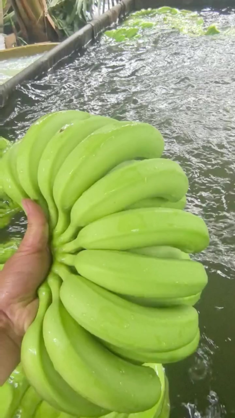 香蕉***********微信同号丁先生