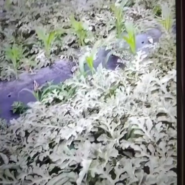 应县金鑫大西瓜