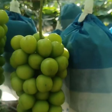 精品阳光玫瑰