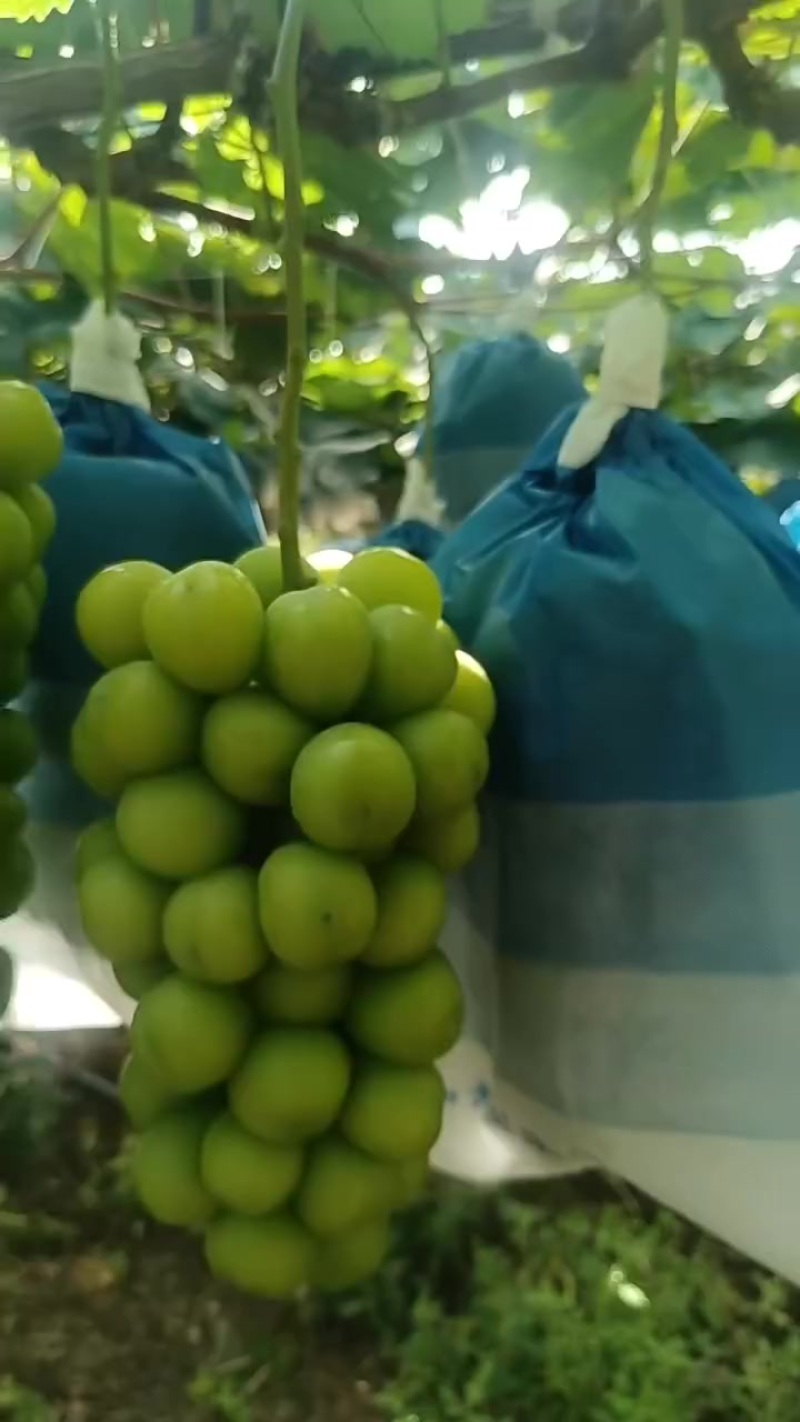 精品阳光玫瑰