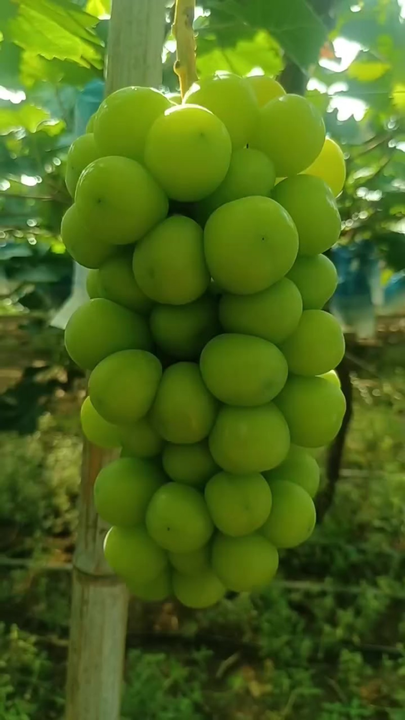 精品阳光玫瑰