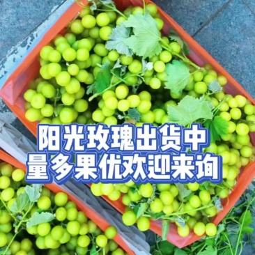 山东阳光玫瑰，自然熟，**甜，不打甜蜜素。