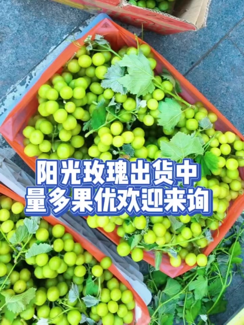 山东阳光玫瑰，自然熟，**甜，不打甜蜜素。
