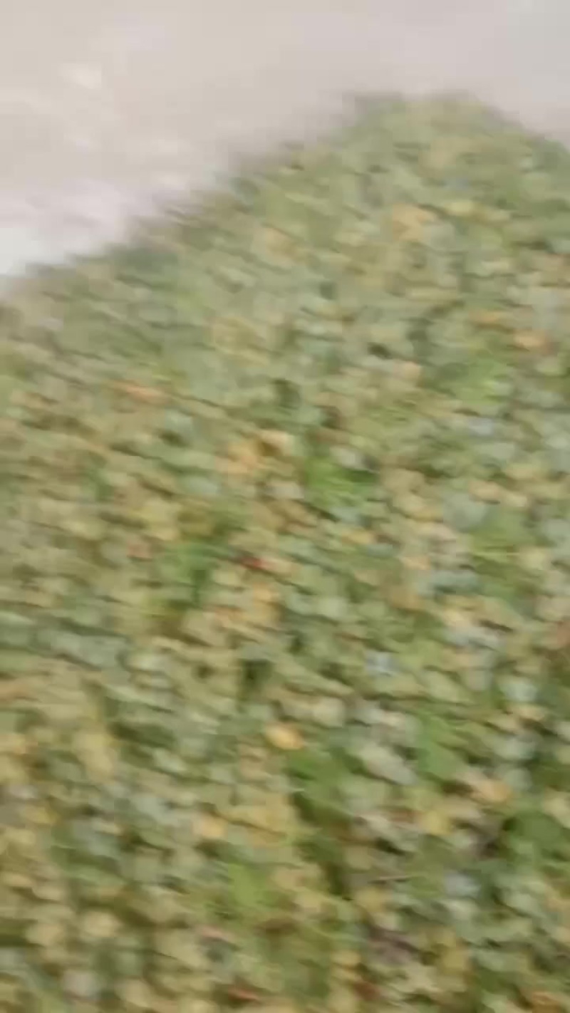 柏树果