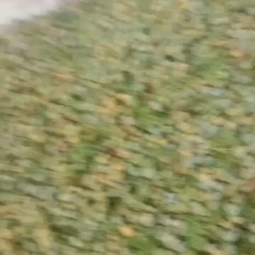 柏树果