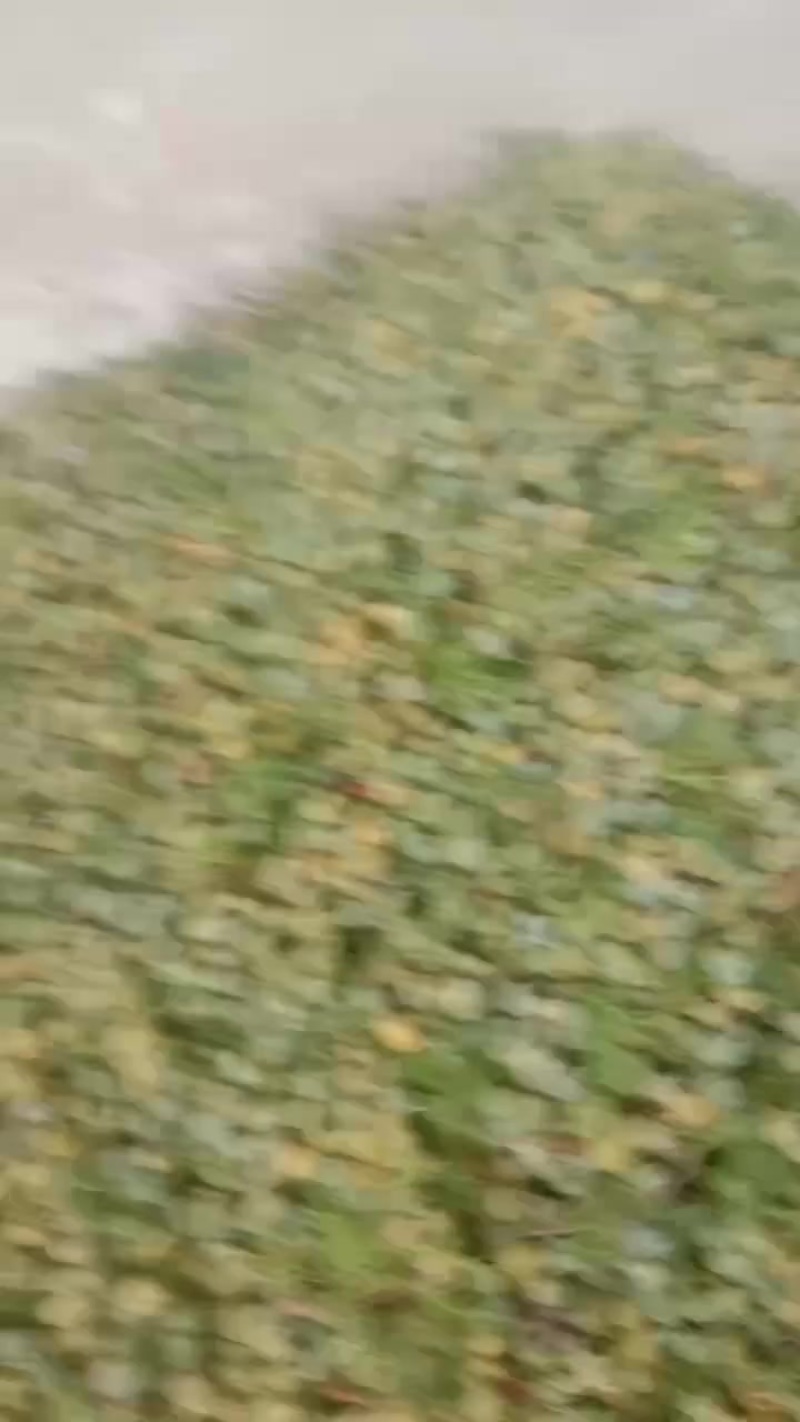 柏树果