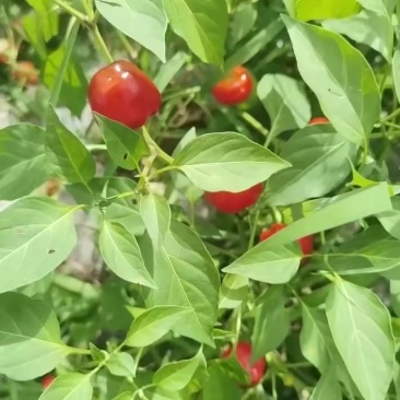 鲜辣椒