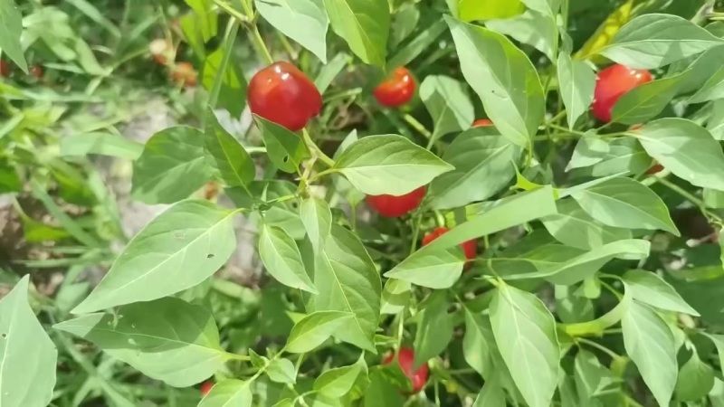 鲜辣椒