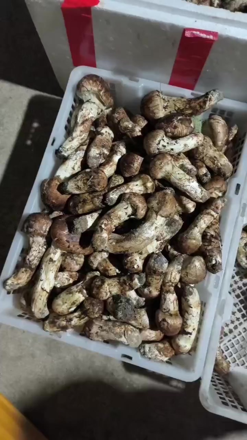 松茸
