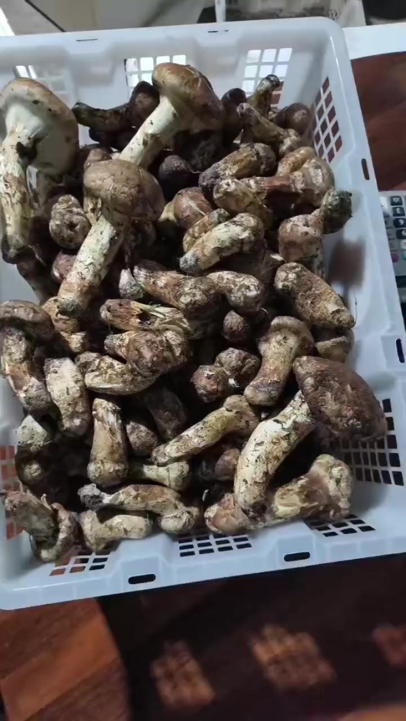 松茸