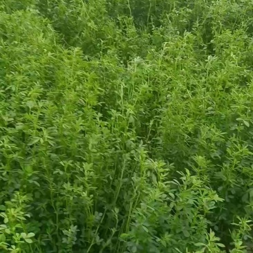 紫花苜蓿草