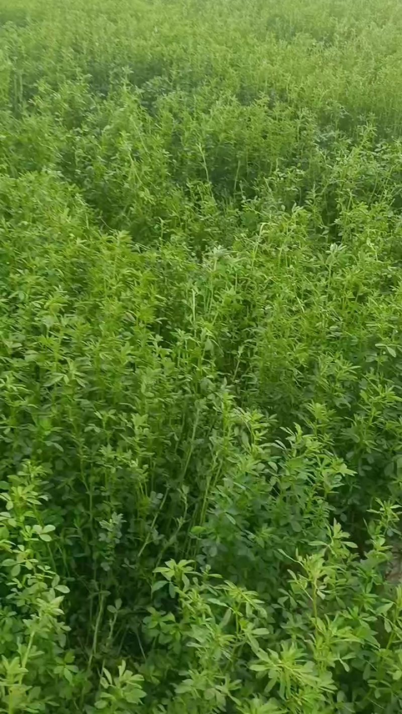 紫花苜蓿草