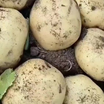 马铃薯