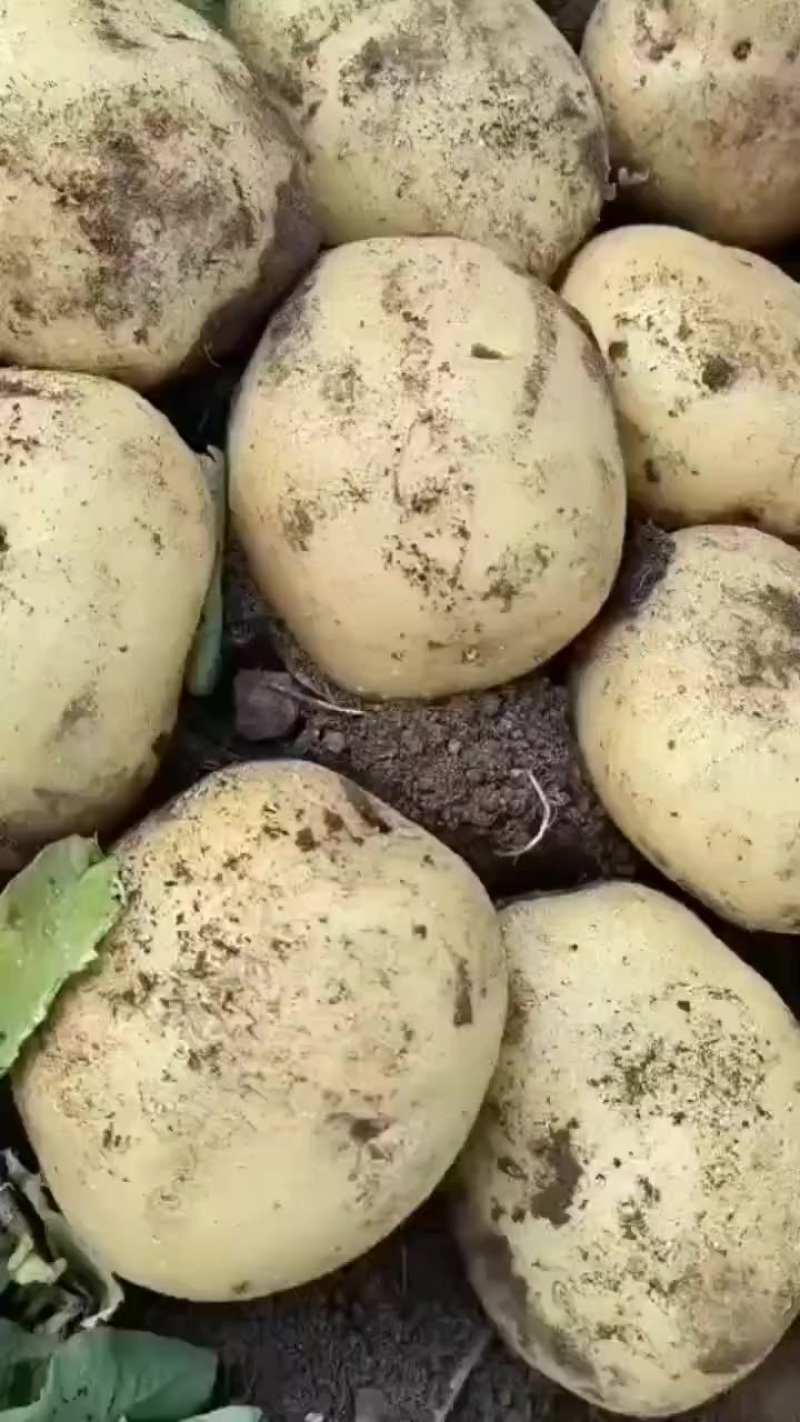 马铃薯