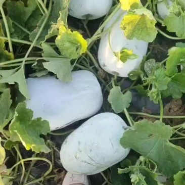 白皮冬瓜大量上市，货在柏乡，出货快