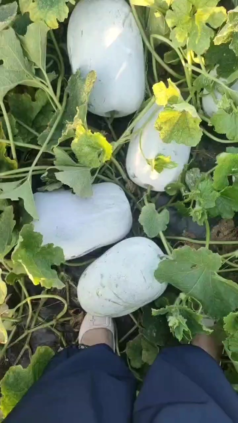 白皮冬瓜大量上市，货在柏乡，出货快