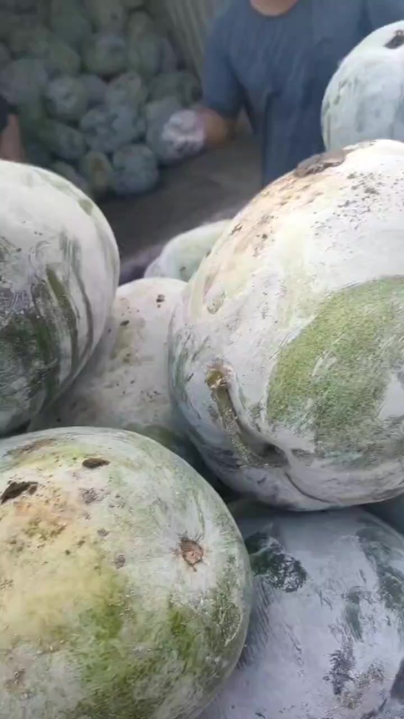 白皮冬瓜大量上市，货在柏乡，出货快