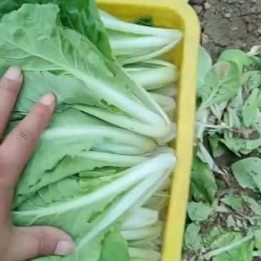奶白菜