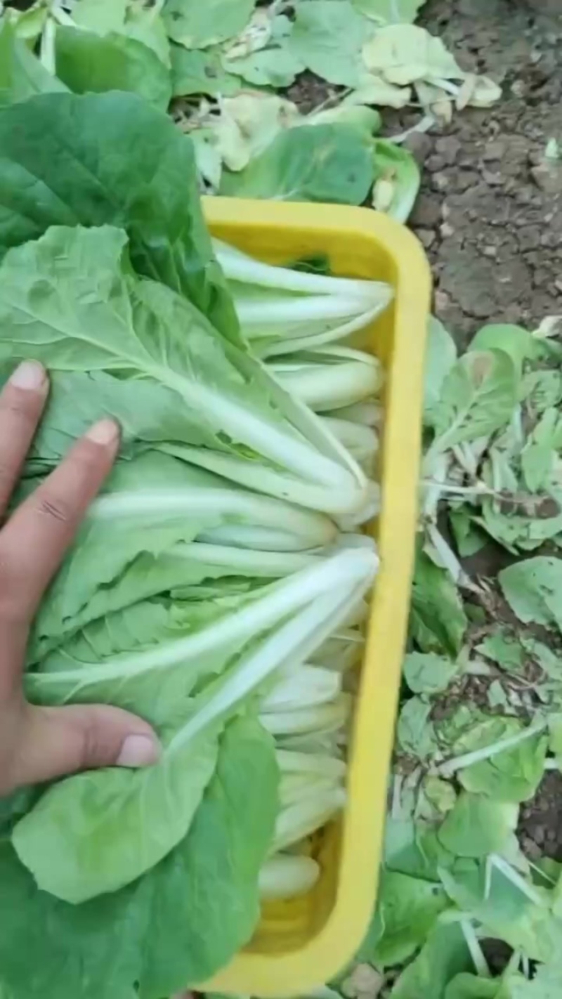 奶白菜