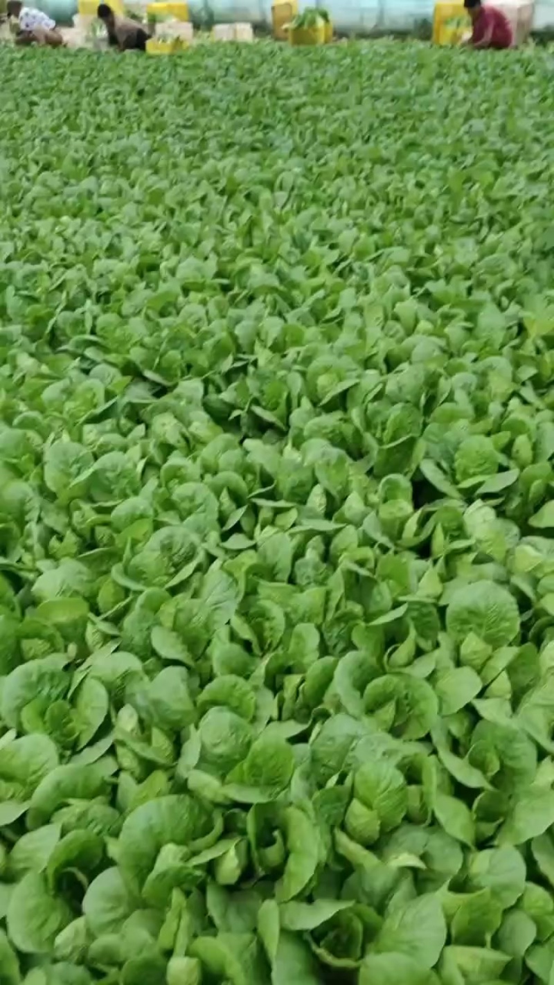 奶白菜