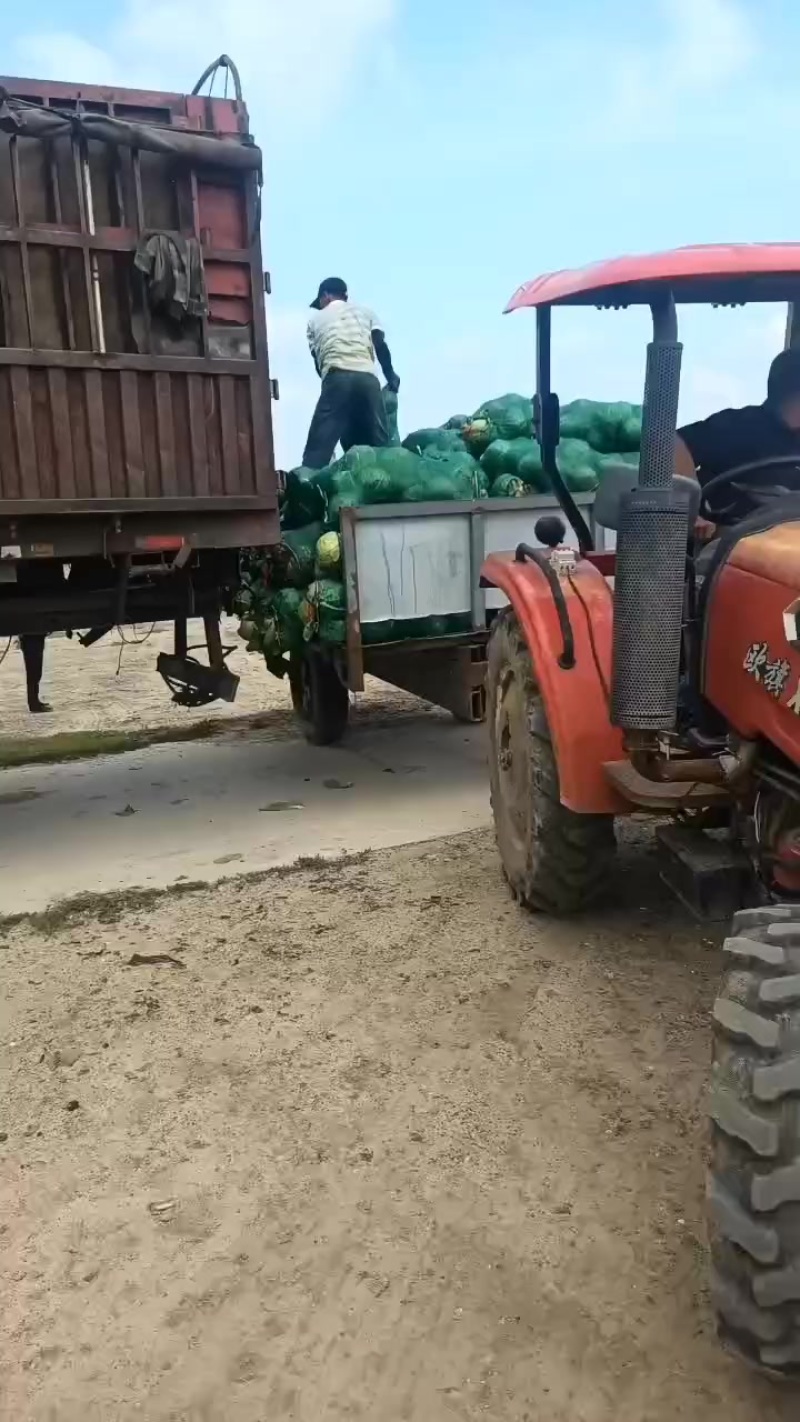 甘蓝，市场，电商，加工厂有要的联系