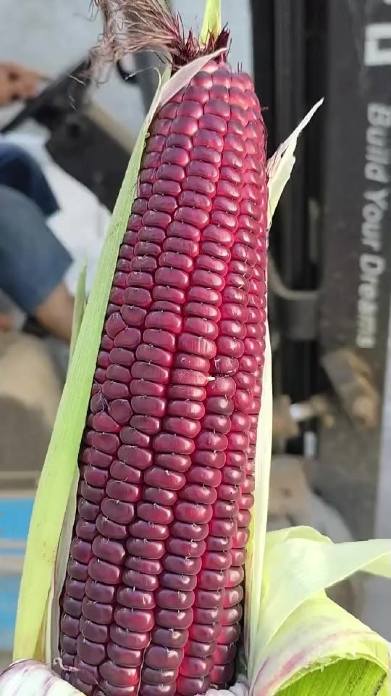 **货源红宝石水果玉米精品好货