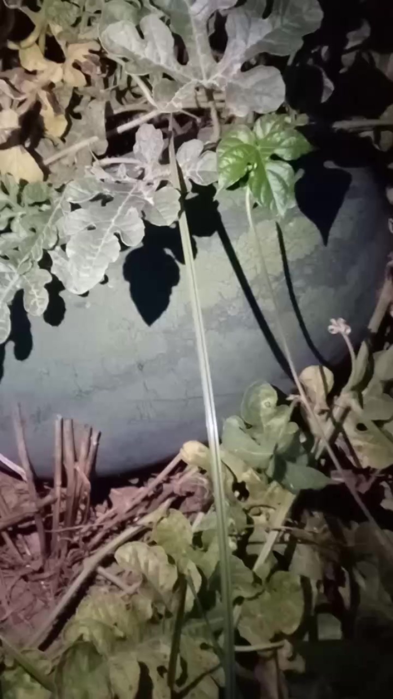龙卷风西瓜