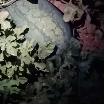 龙卷风西瓜