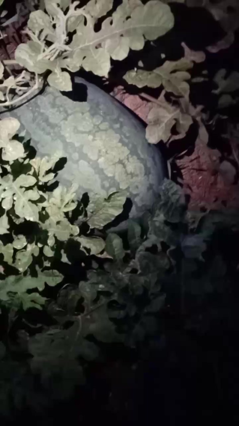 龙卷风西瓜
