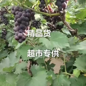 巨峰葡萄大量上市需要联系